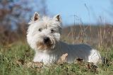 WESTIE 238
